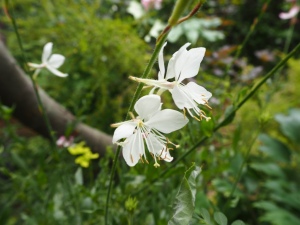 夏の花花 ガウラとスイカズラとヒメユリ 生きもの見聞録